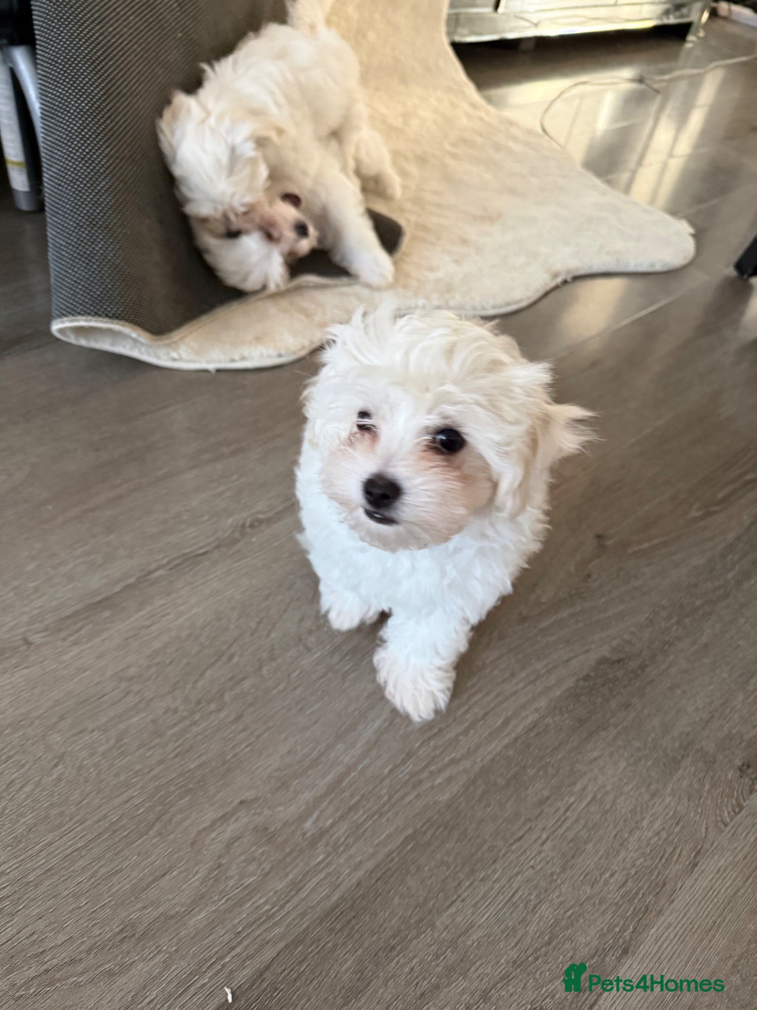 Maltipoo dogs Maltipoo  **  - Advert 2