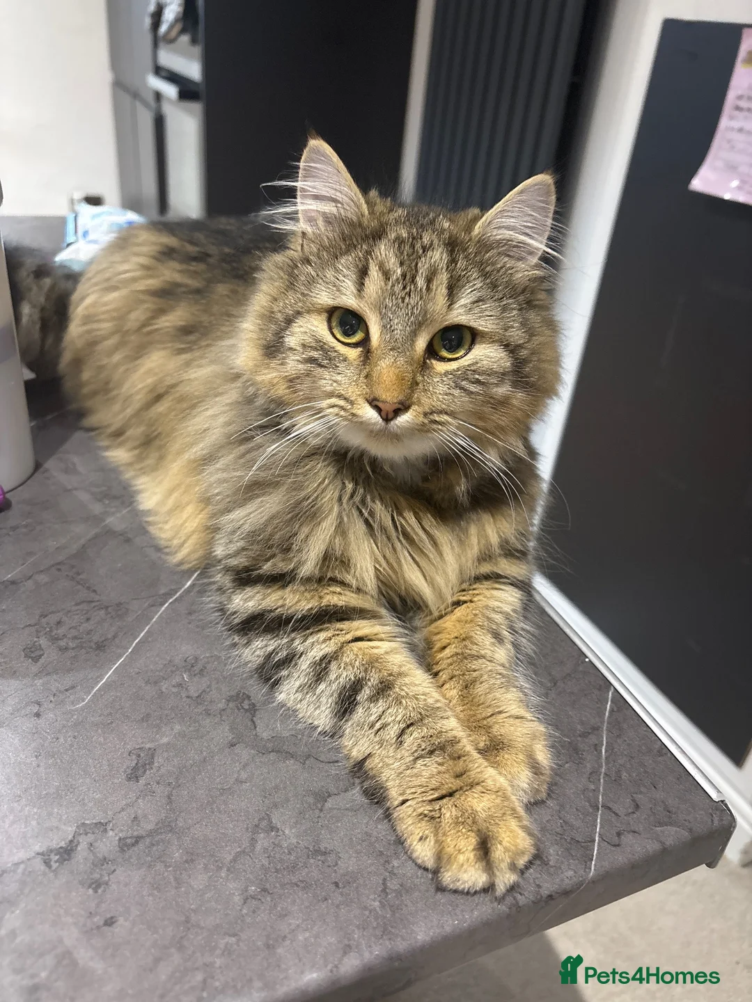 Mixed Breed cats for sale: Long hair tabby in Bonnybridge - Advert 1
