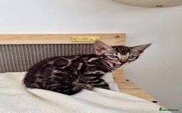 Bengal cats for sale: Rare Glitter Pedigree Bengal Female - Show Quality - Image 8