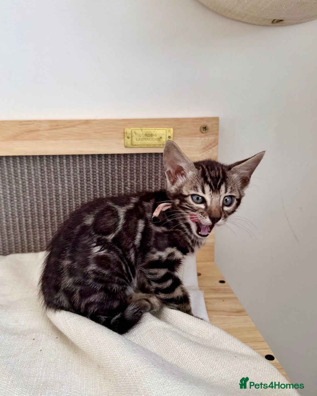 Bengal cats for sale: Rare Glitter Pedigree Bengal Female - Show Quality - Image 8