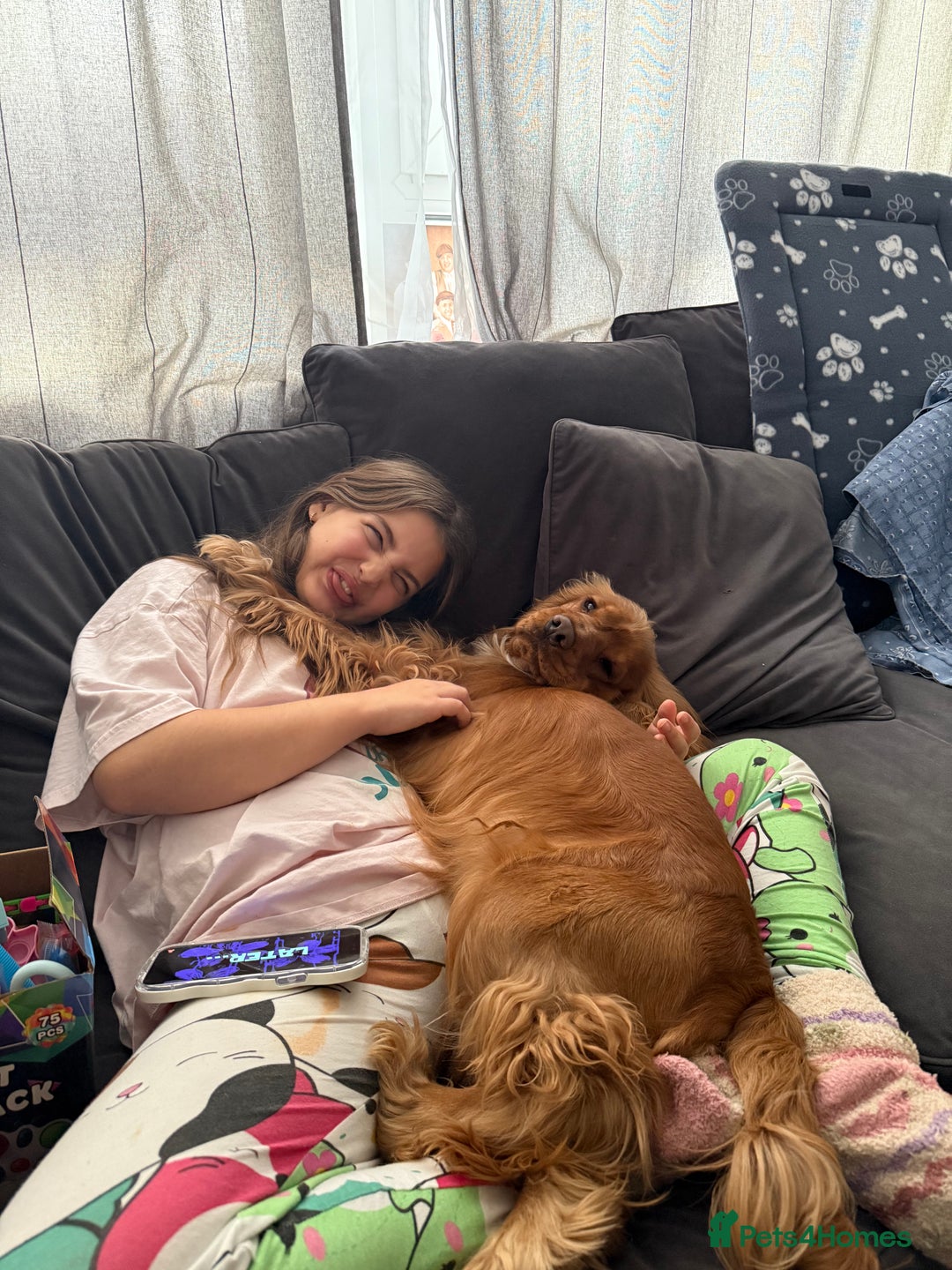 Cocker Spaniel dogs for sale: (Almost) 2 Year Old Cocker Spaniel Boy 🩵 - Advert 16