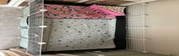 Guinea Pig rodents for sale: 2 male Teddy guinea pigs - Advert 9