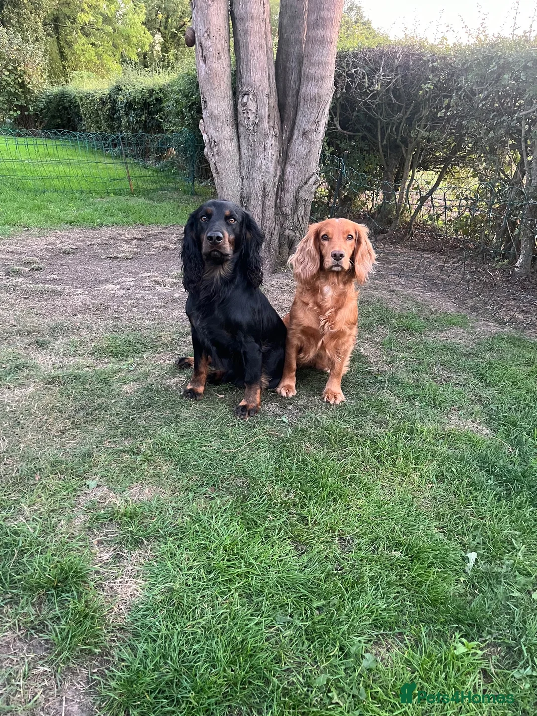 Cocker Spaniel dogs for sale: Working cocker spaniel dog pup for sale  - Advert 2