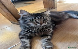 Maine Coon cats for sale: Adorable Kittens - Image 30