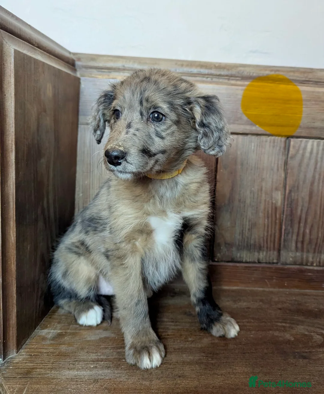 Bordoodle dogs for sale: Standard Bordoodle/Colliepoodle Puppies - Advert 19