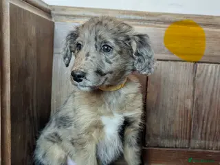 Bordoodle dogs Standard Bordoodle/Colliepoodle Puppies - Advert 13