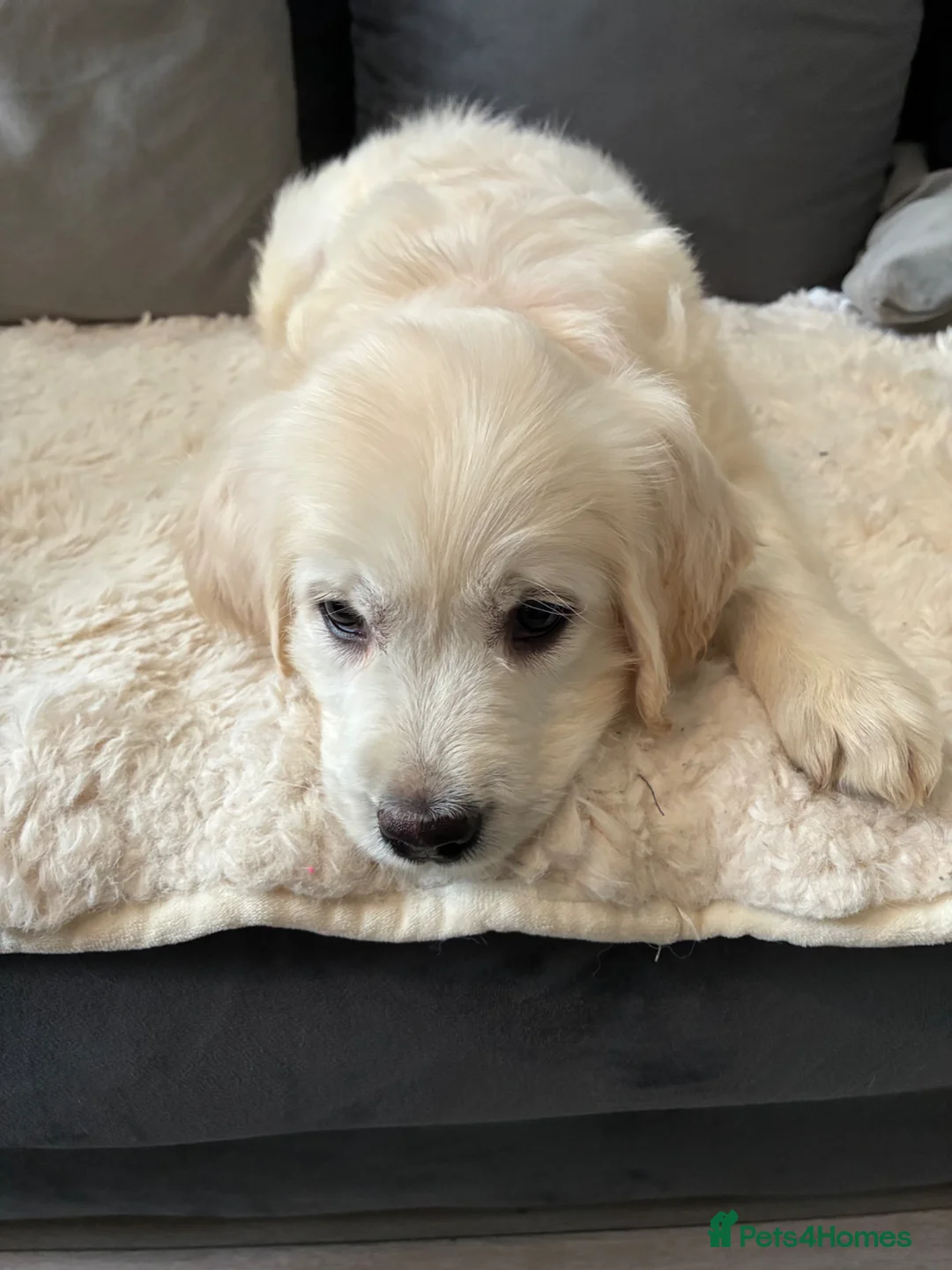 Golden Retriever dogs for sale: READY NOW 1 girl £1600 fully vaccinated  - Advert 2
