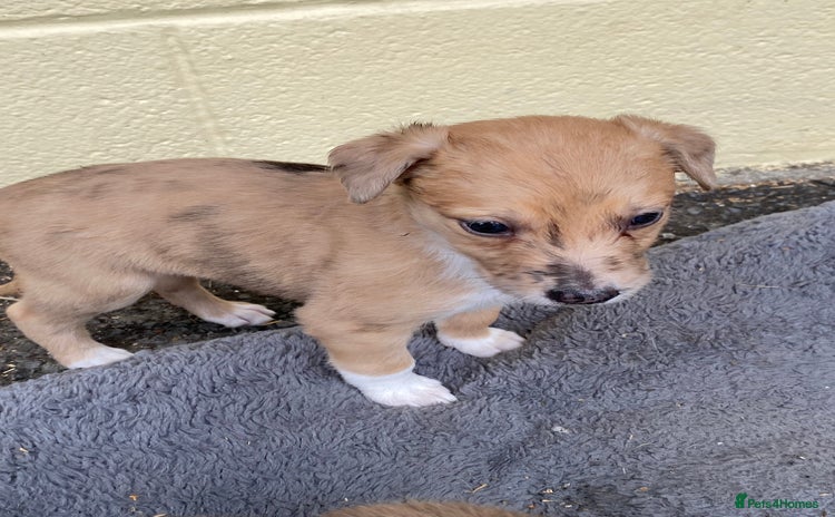 Mixed Breed dogs - Advert 4