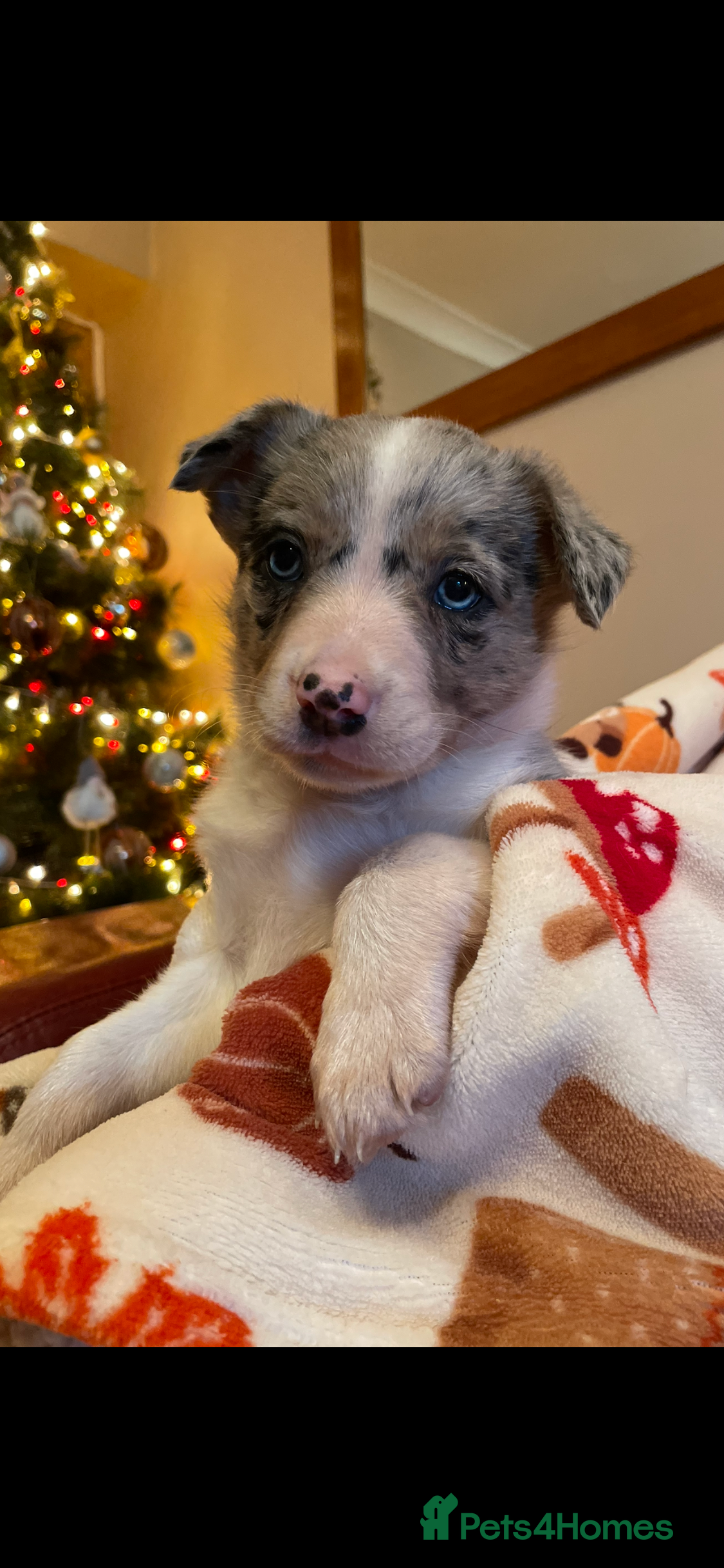 Border Collie dogs Beautiful Blue Merle girl puppy - Advert 9