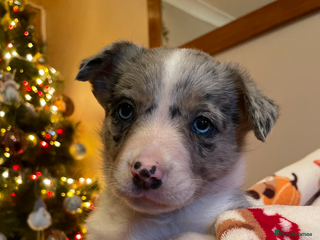 Border Collie dogs Beautiful Blue Merle girl puppy - Advert 12