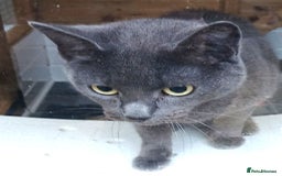 Mixed Breed cats for adoption: WILLOW AND TINKERBELL - Advert 2