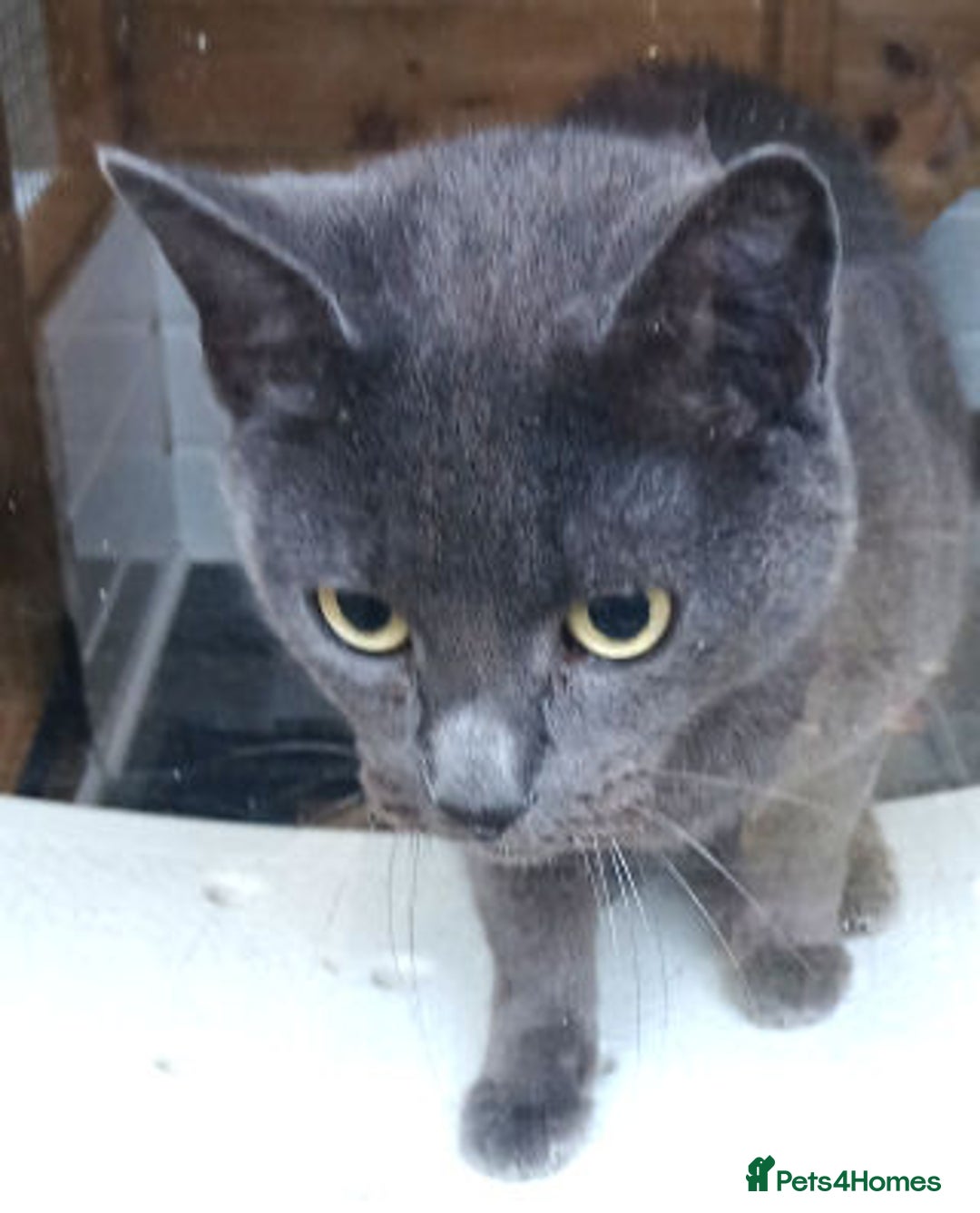 Mixed Breed cats for adoption: WILLOW AND TINKERBELL - Advert 2