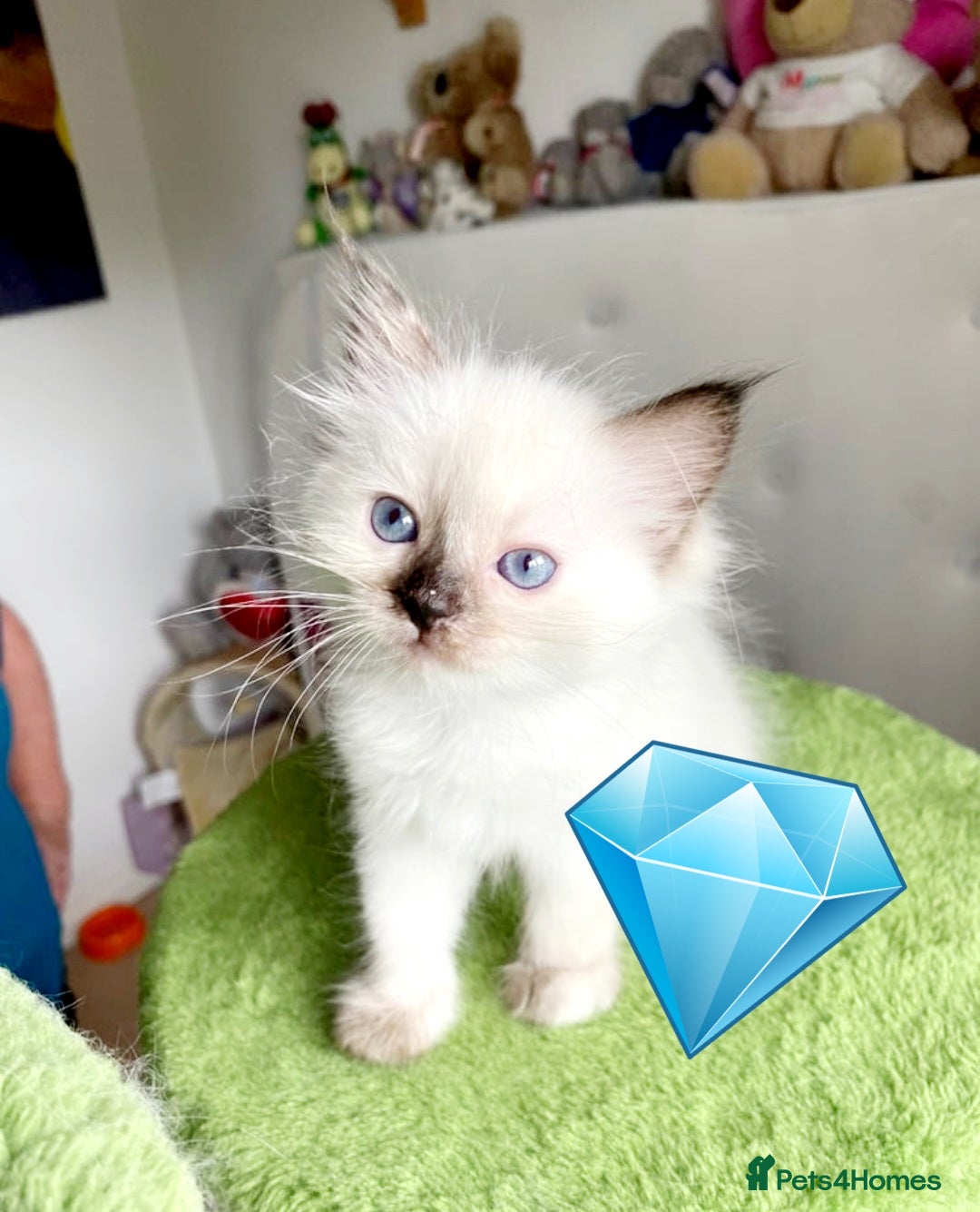 Ragdoll cats for sale: Beautiful kittens - Image 5