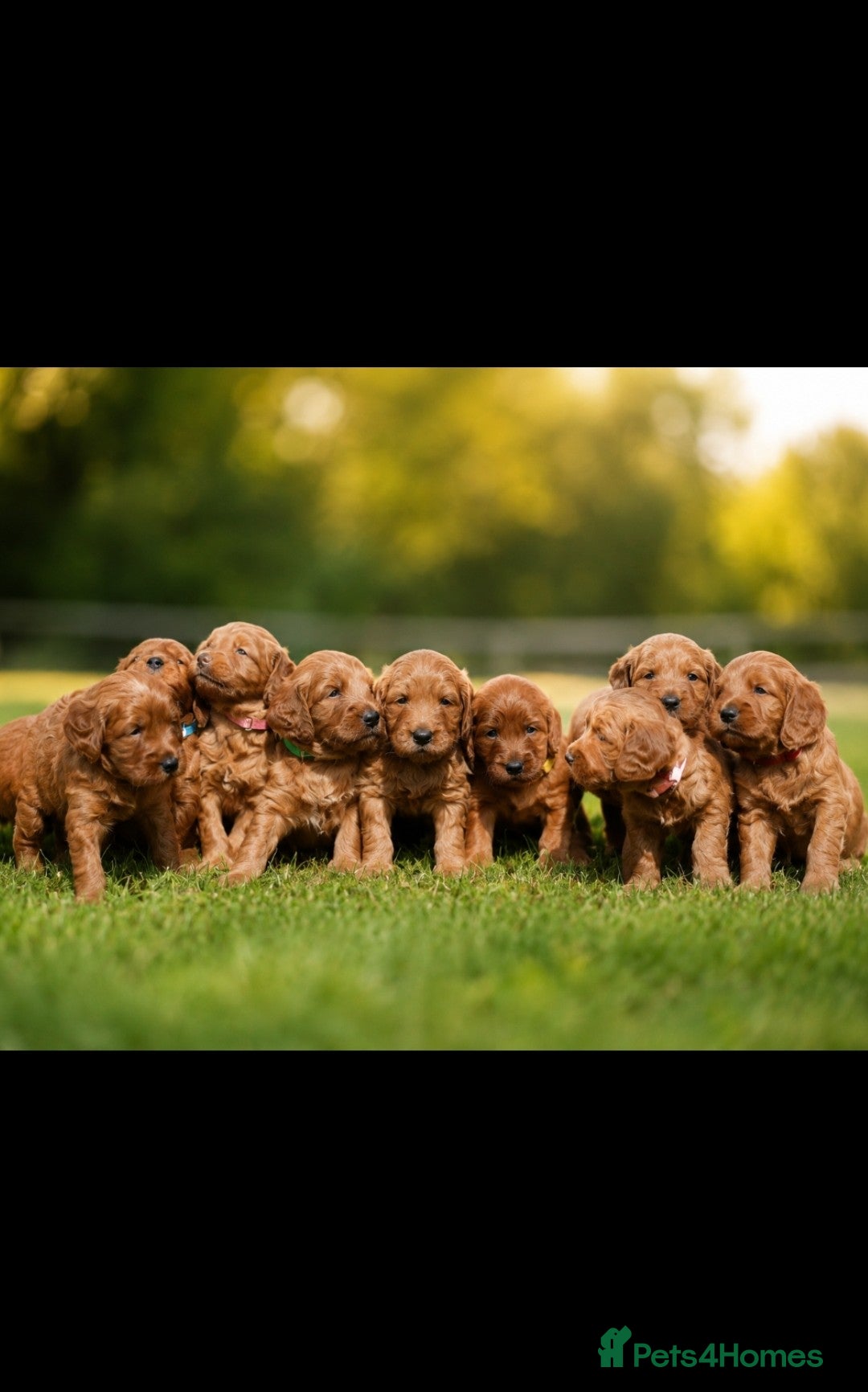 Mini Goldendoodle dogs 1 GIRL F1 MINI GOLDENDOODLE - Advert 1