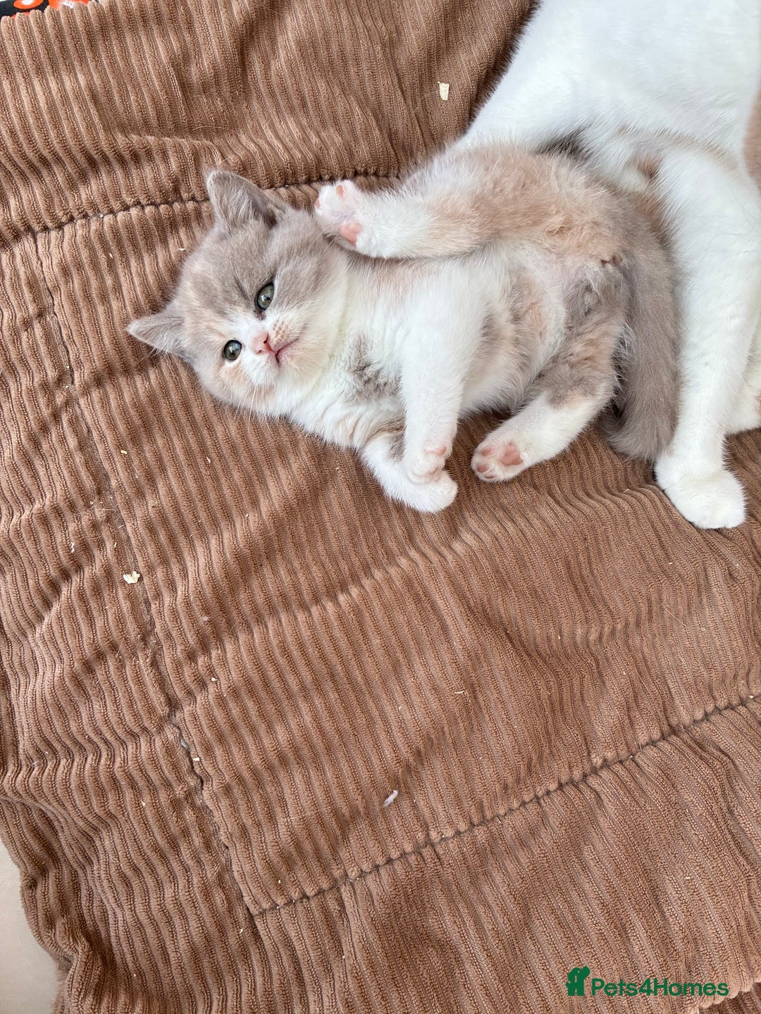 British Shorthair cats for sale: 3 LEFT - TICA BRITISH SHORTHAIRED KITTENS - Image 25