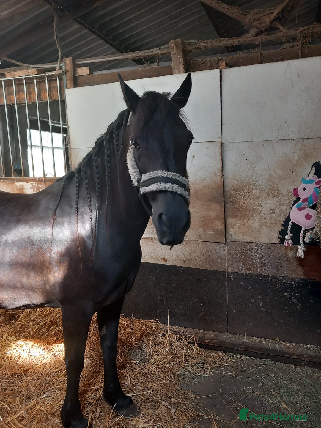 Welsh Section D horses for sale: **Honest Ad** - Image 1