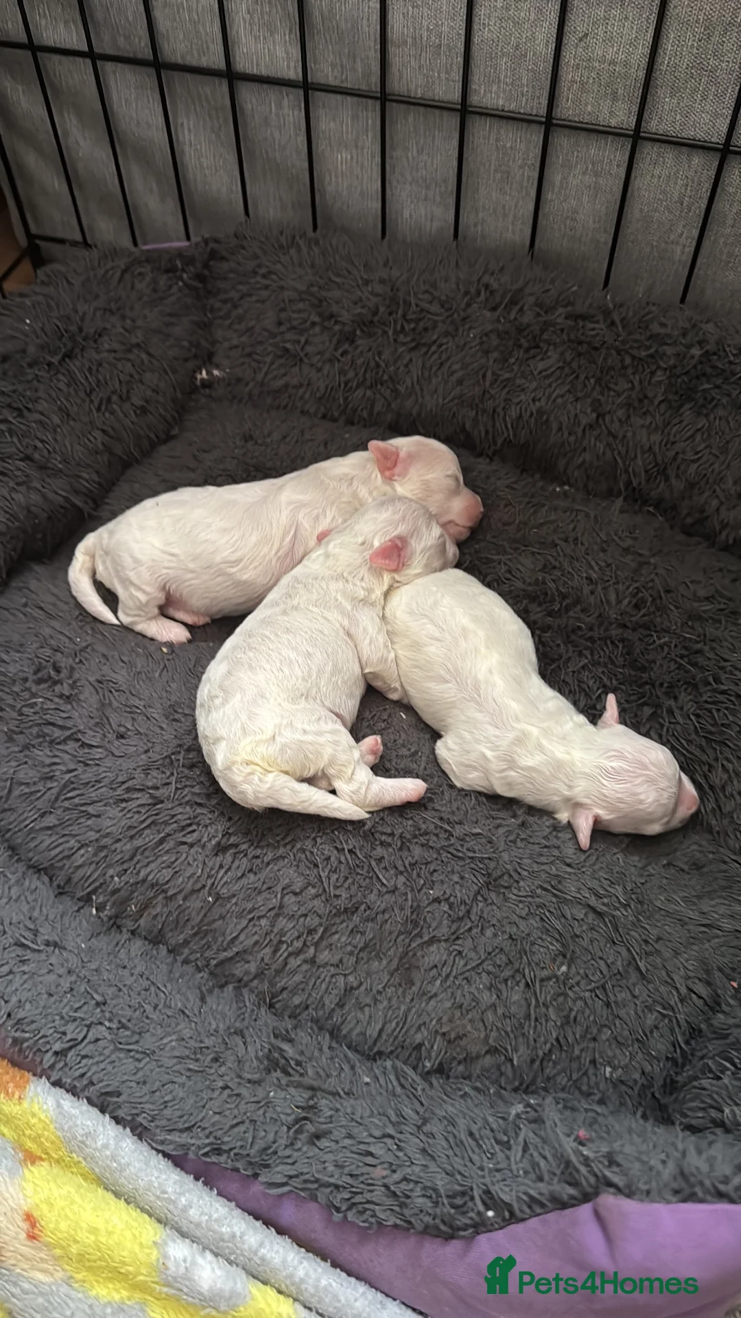 Bichon Frise dogs for sale: Bischon free - Advert 1