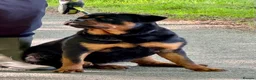 Rottweiler dogs for sale: 5-Generation Kennel Club Rottweiler Puppies  - Advert 10