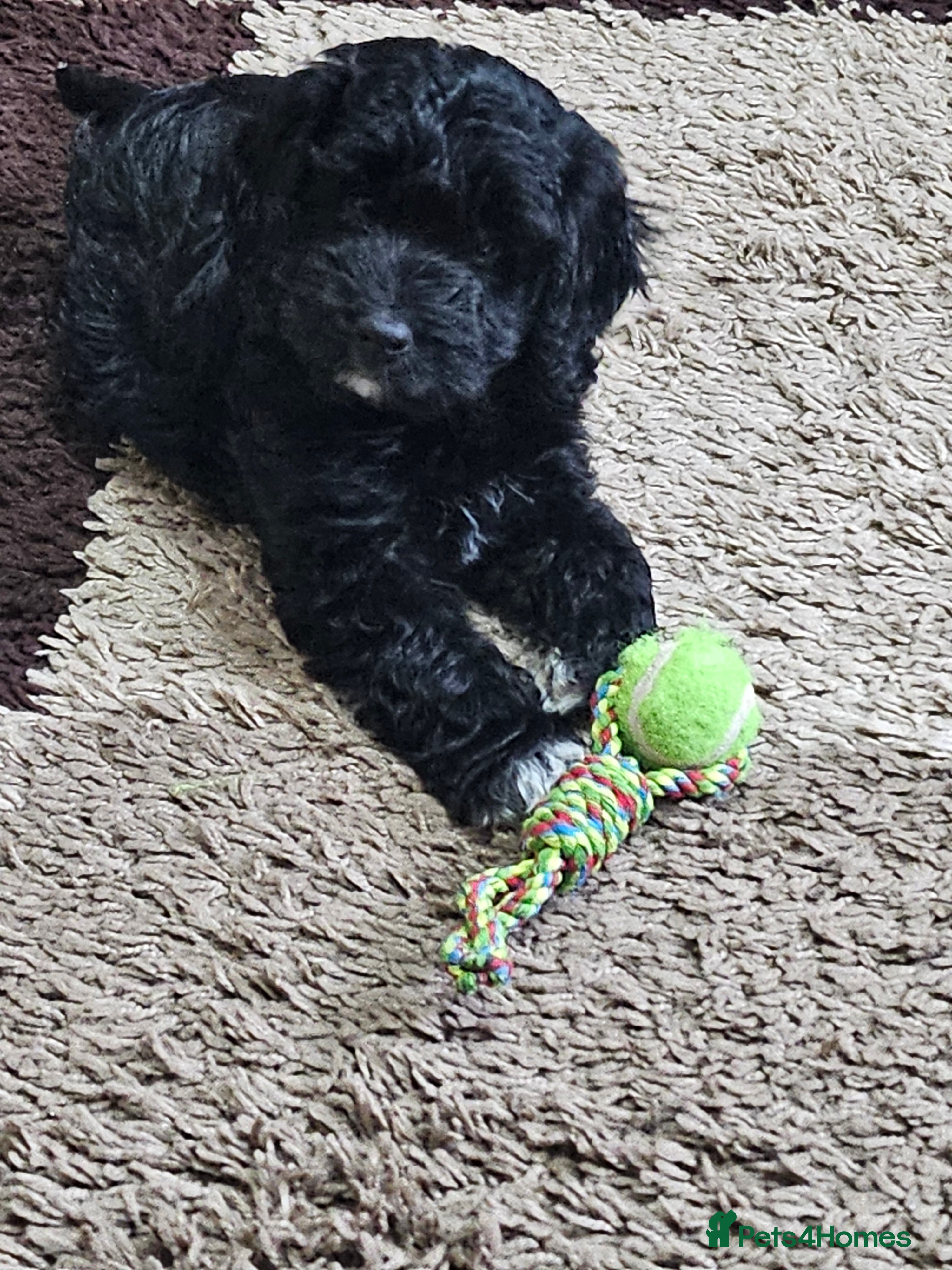 Cockapoo dogs Cockapoo Babies - Advert 16