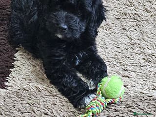 Cockapoo dogs Cockapoo Babies - Advert 16