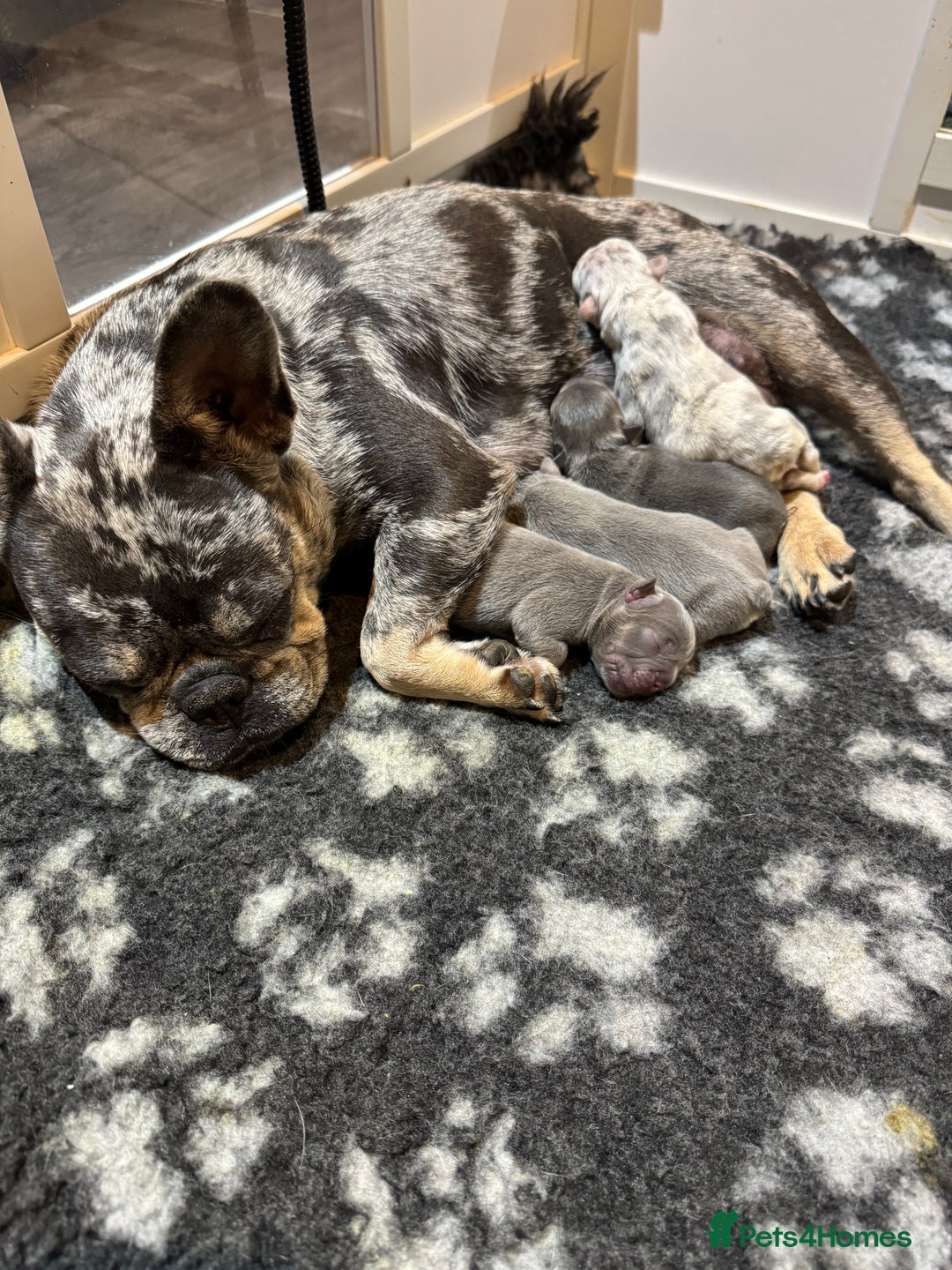 French Bulldog dogs for sale: ⭐ 4 available French bulldogs carrying L4 ⭐️ - Image 12