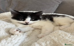 British Shorthair cats for sale: Two litters. 3 tabbies 4 fluffy black and white - Image 2