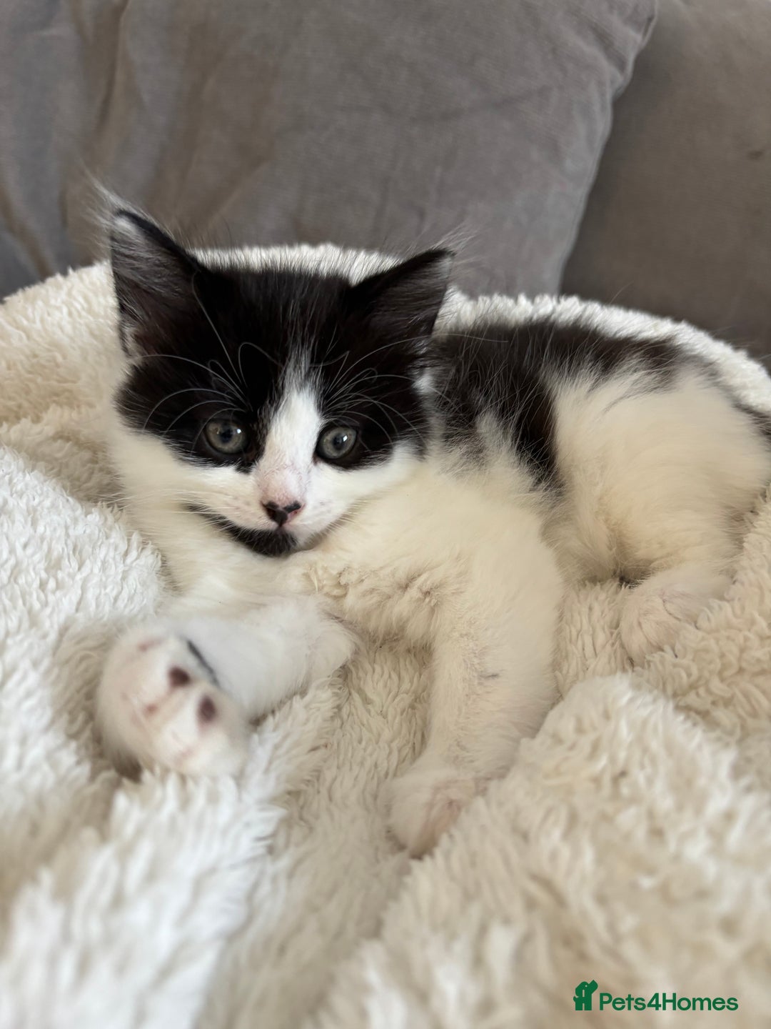 British Shorthair cats for sale: Two litters. 3 tabbies 4 fluffy black and white - Image 2