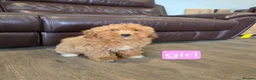 Cavapoo dogs for sale: Adorable F1B Cavapoo puppies for sale  - Advert 31