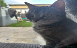 Ragdoll cats for sale: Kitten  - Advert 5