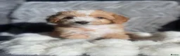 Cockapoo dogs for sale:  F1b miniature phantom merle puppies READY NOW  - Advert 28