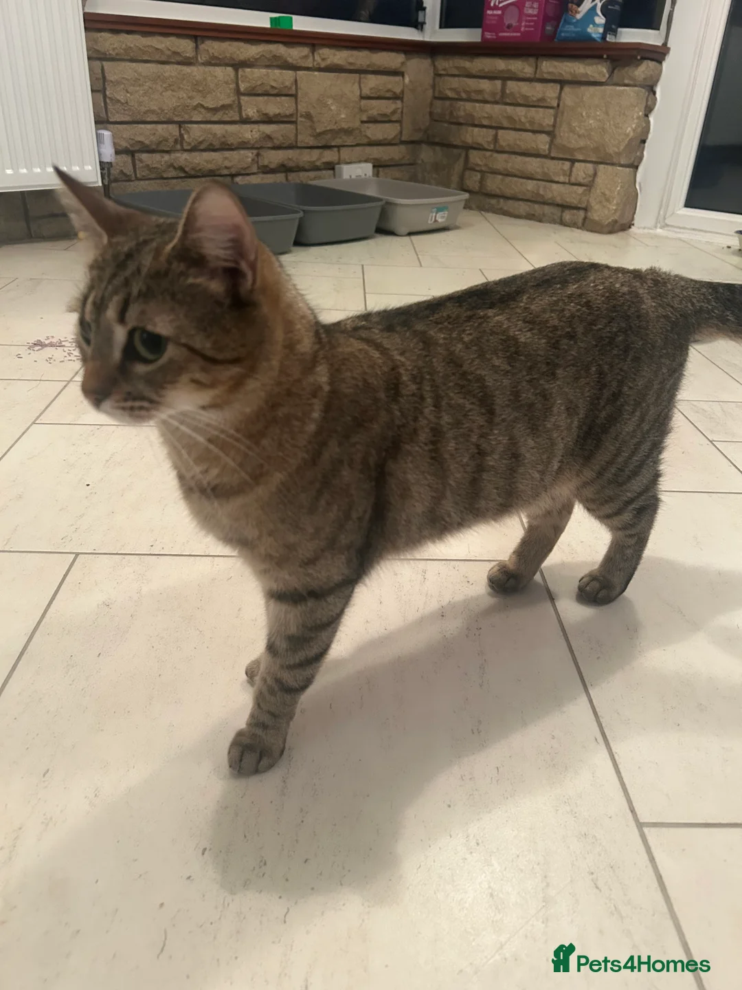 Bengal cats for sale: Bengal x Persian kitten for sale 8 months old  - Advert 10