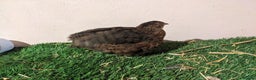 Quail poultry for sale: Male Tibetan Contournix Quail  - Advert 6