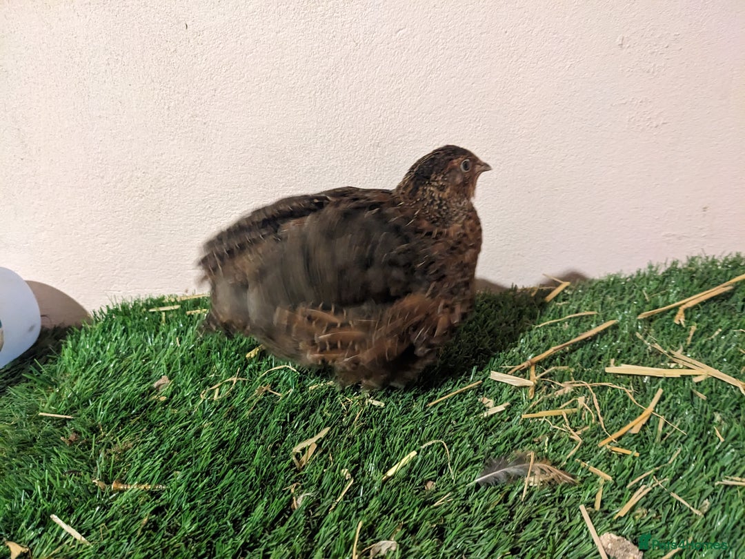 Quail poultry for sale: Male Tibetan Contournix Quail  - Advert 6