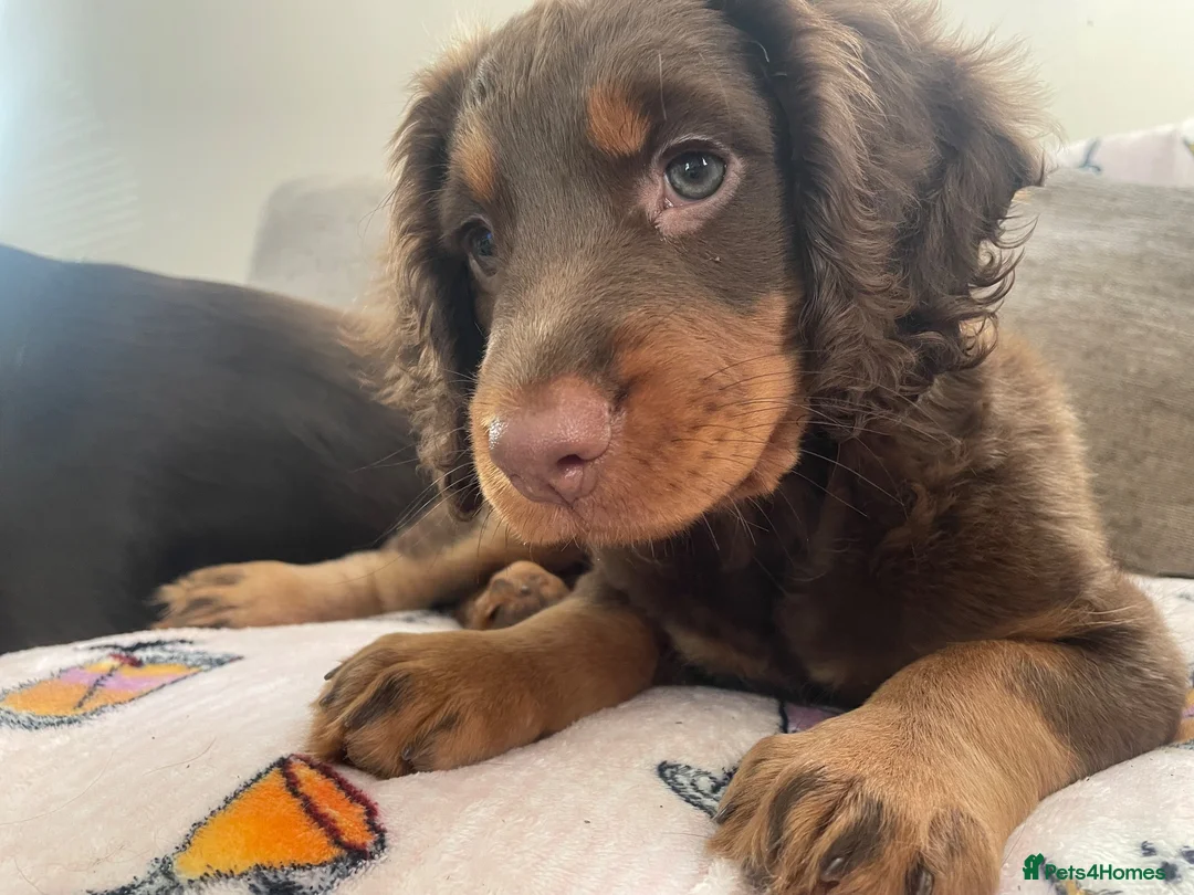 Chocolate/caramel working cocker spaniel girl for sale in Milton Keynes ...