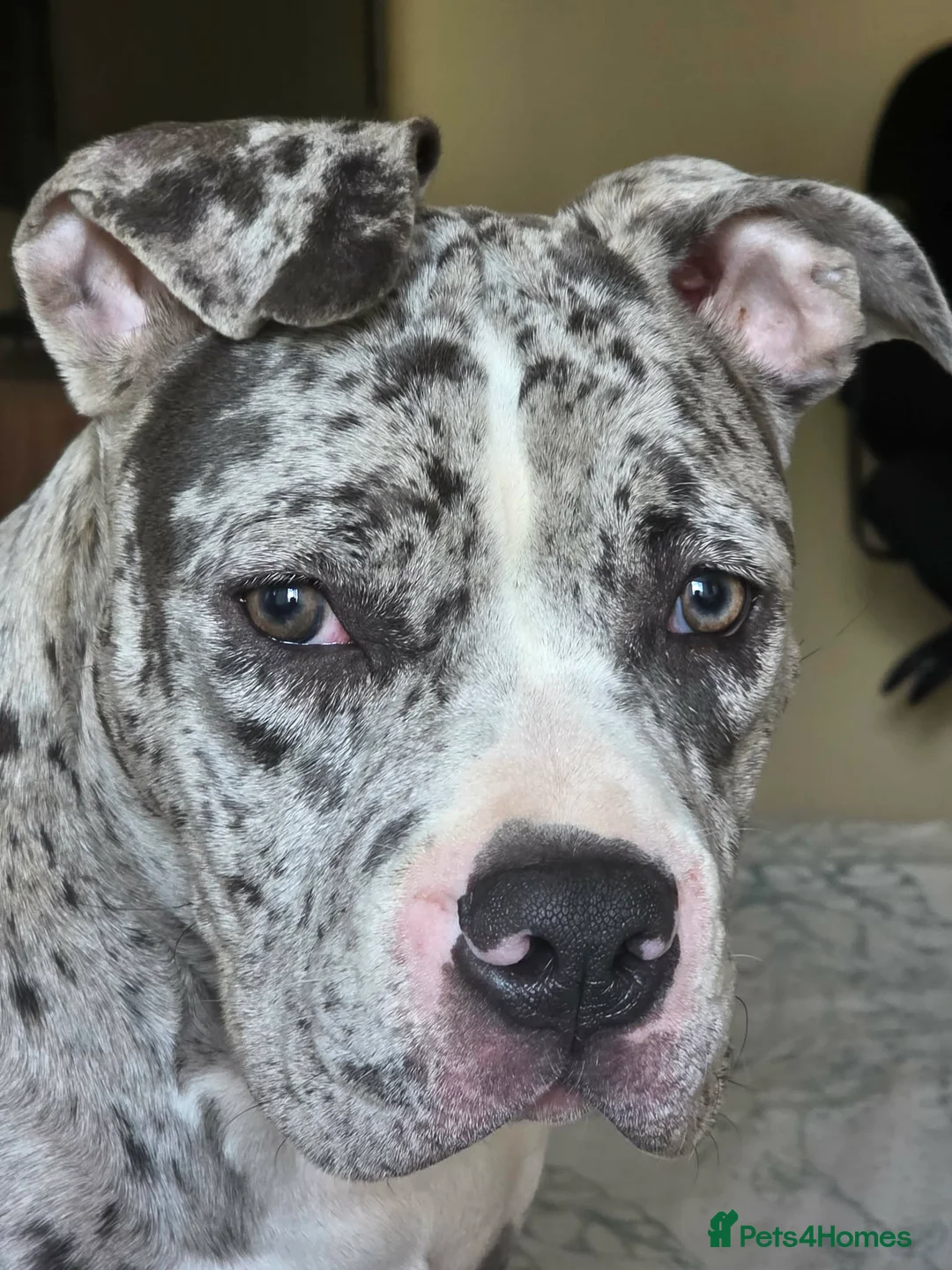 American Bully dogs for sale: Maya  - Advert 2