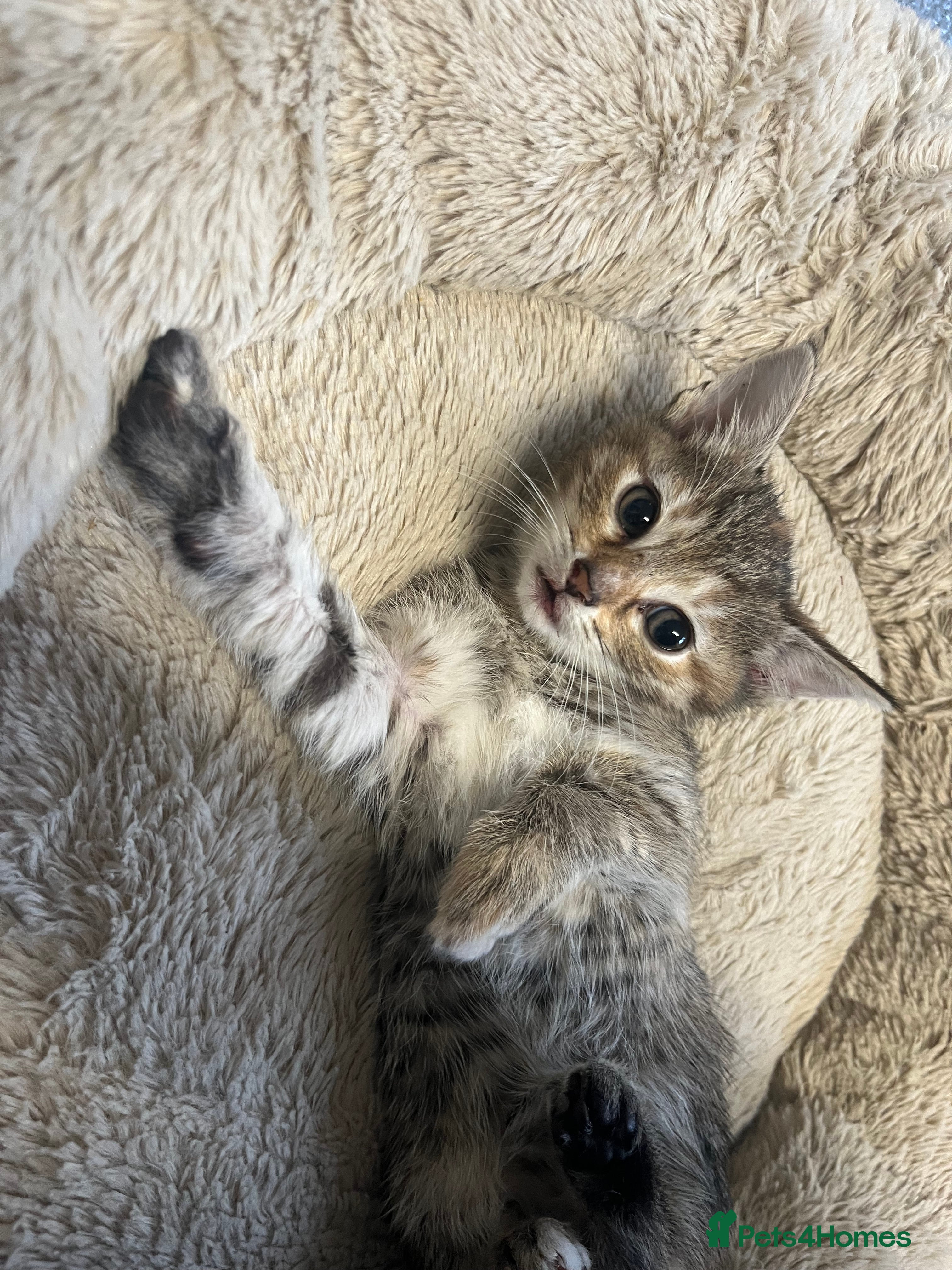 Mixed Breed cats Stunning 9 week old Female & Male kitten - Advert 1