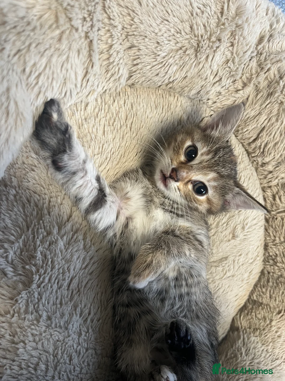 Mixed Breed cats for sale: Stunning 9 week old Female & Male kitten - Advert 1