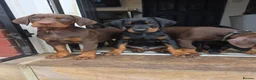 Dobermann dogs for sale: Ready to leave, 8 week old Pedigree Doberman Pup - Advert 12
