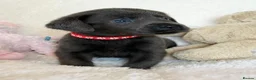 Labrador Retriever dogs for sale: Health Tested KC Registered Labrador Pups - Advert 15