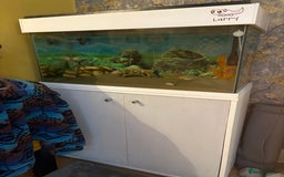 Axolotl reptiles for sale: Axolotl and tank for sale - Image 2