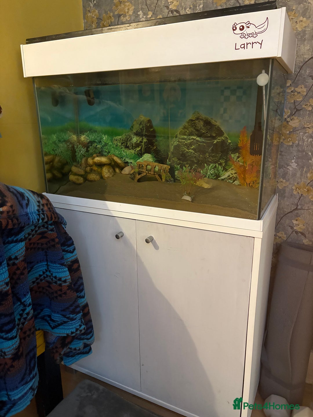 Axolotl reptiles for sale: Axolotl and tank for sale - Image 2