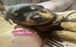 Rottweiler dogs for sale: Rottweiler Puppies - Image 2
