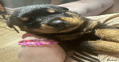Rottweiler dogs - Advert 12