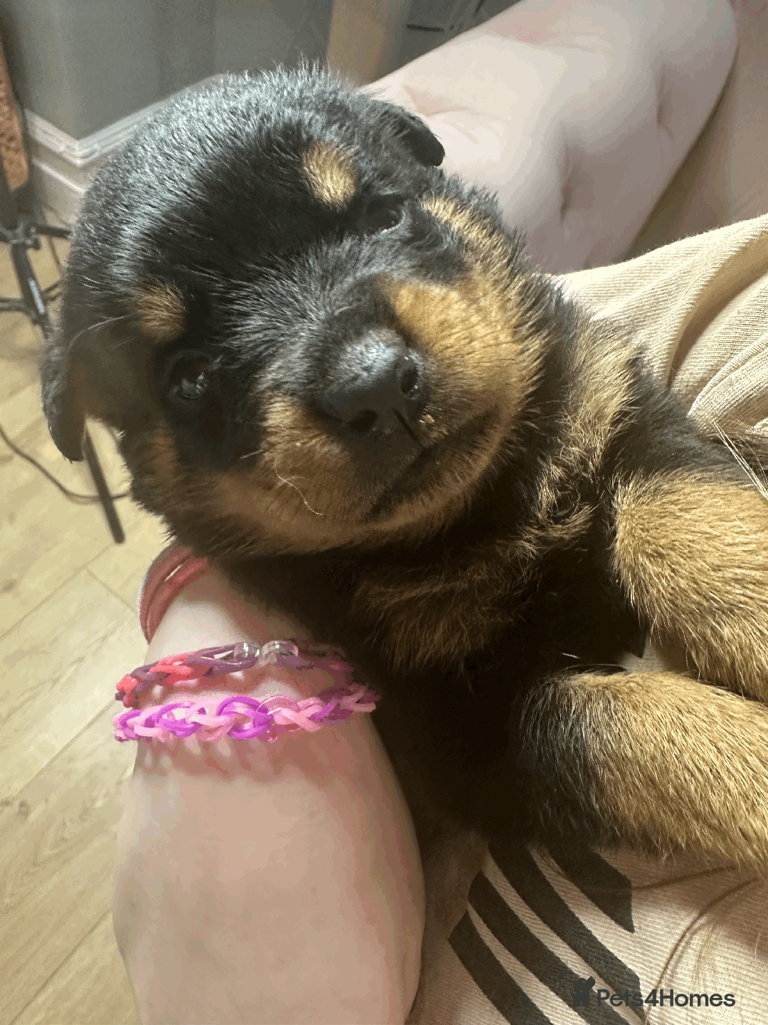 Rottweiler dogs for sale: Rottweiler Puppies - Image 2