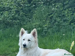 White Swiss Shepherd dogs White Swiss Shepherd Dog-Stud Available - Advert 1