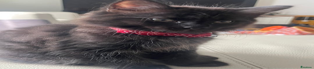 Laurie (Red collar)