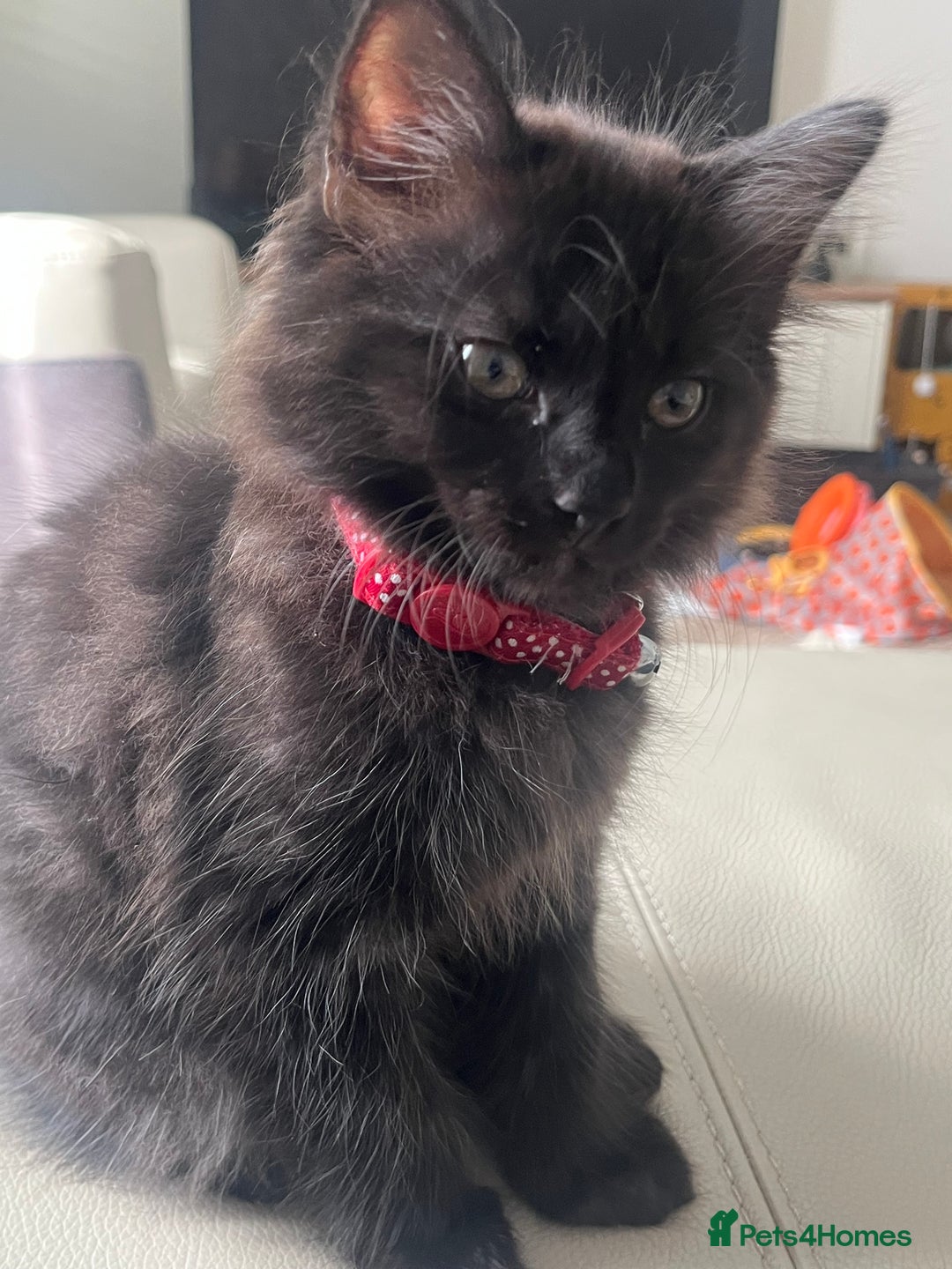 Mixed Breed cats for sale: 2 Black Fluffy Kittens (15wk old brothers) - Image 8