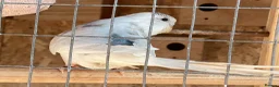 Budgerigars birds for sale: New baby budgies  - Advert 7