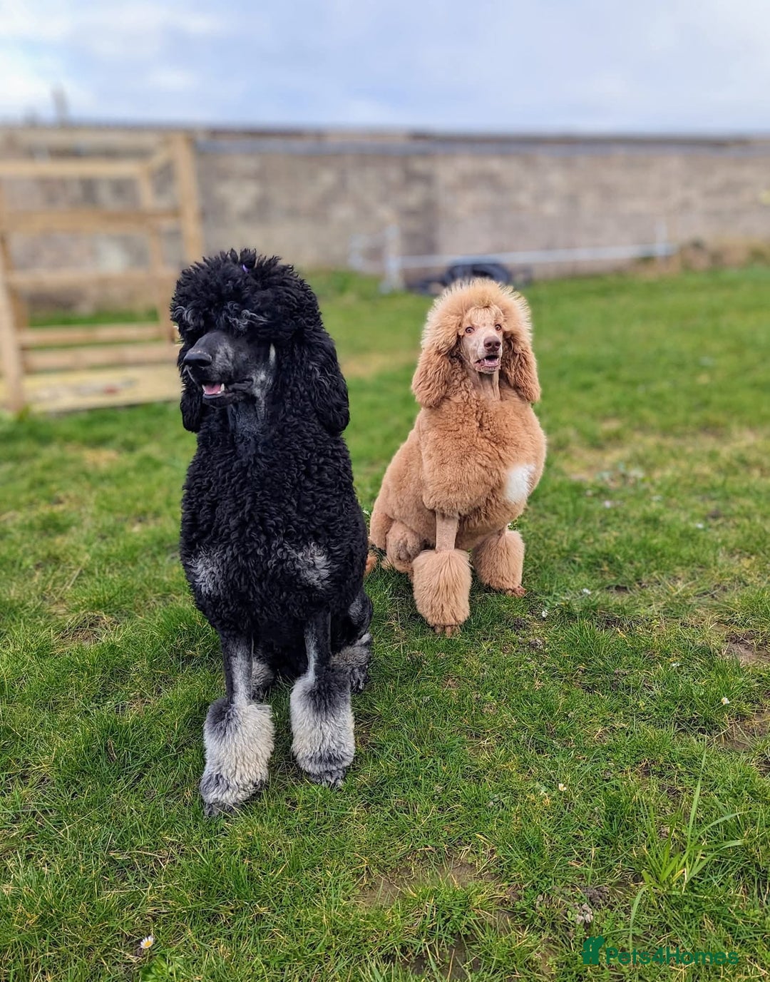 Standard Poodle dogs for sale: Stunning 5* Standard chunky poodle puppies 🐶  - Image 38