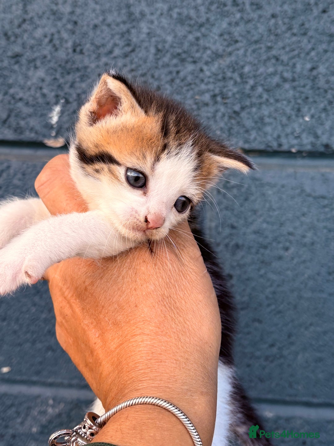British Shorthair cats for sale: Beautiful kittens full of fun - Image 1